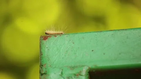 Caterpillar Stock Footage 166550014