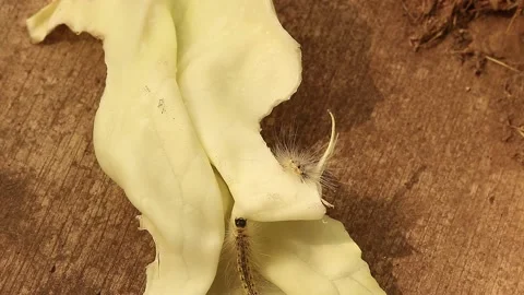 Caterpillar Stock Footage 166550412