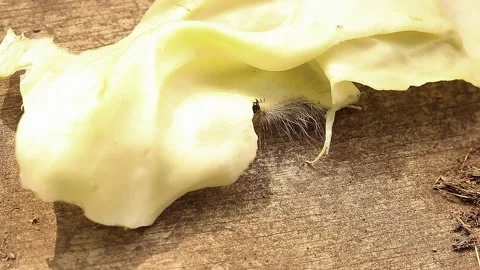 Caterpillar Stock Footage 166552098