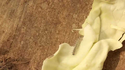 Caterpillar Stock Footage 166552102