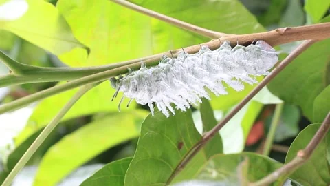 Caterpillar Stock Footage 208237937