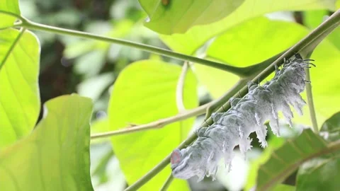 Caterpillar Stock Footage 208238134