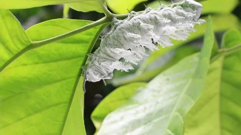 Caterpillar Stock Footage 208238223