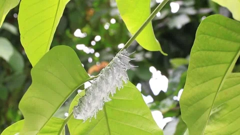 Caterpillar Stock Footage 208238358