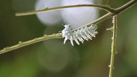 Caterpillar Stock Footage 208239868
