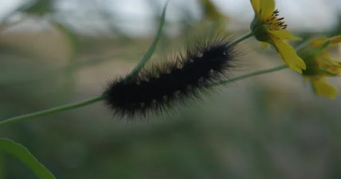 Caterpillar Stock Footage 220510286