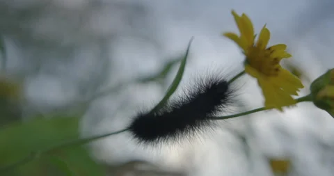 Caterpillar Stock Footage 220510312
