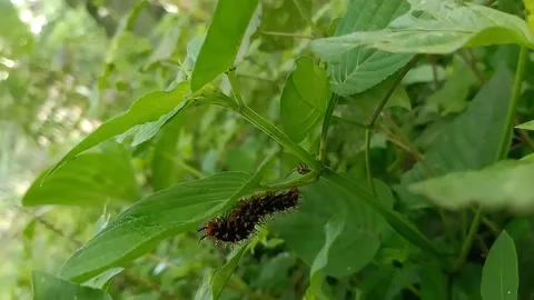Caterpillar Stock Footage 220698630
