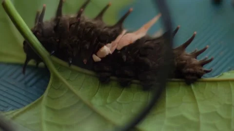 Caterpillar Video stock 221846548