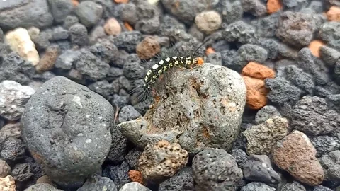 Caterpillar Stock Footage 222279336