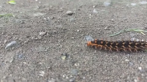 Caterpillar Stock Footage 224238717
