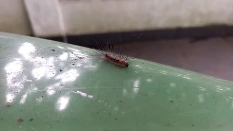 Caterpillar Stock Footage 224355267