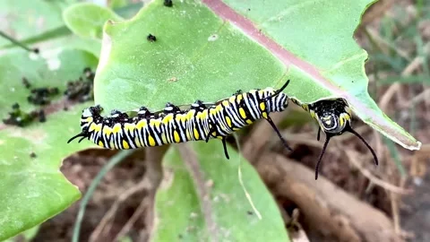 Caterpillar Stock Footage 225307957