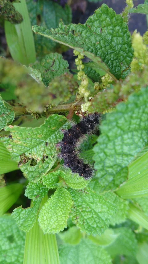 The Caterpillar Stock Footage 233097712