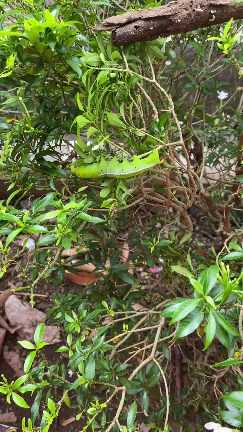 Caterpillar Stock Footage 233561801