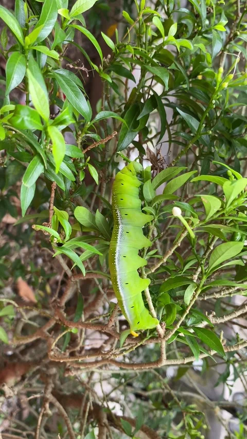 Caterpillar Stock Footage 233562663