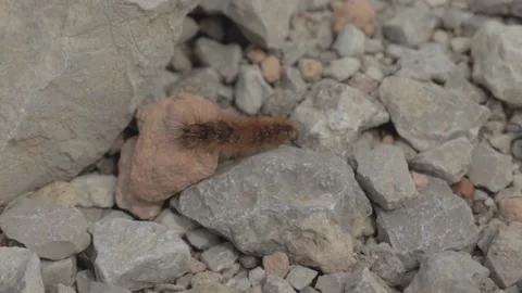 Caterpillar Stockbeeldmateriaal 235972843