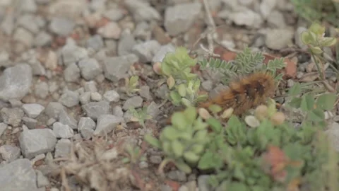 Caterpillar Stockbeeldmateriaal 235972846