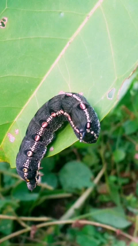 Caterpillar Stock Footage 241545923