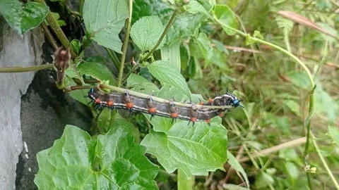 Caterpillar Stock Footage 244719054