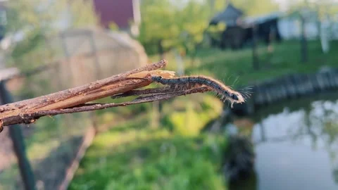 Caterpillar. Stock Footage 246428450