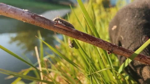 Caterpillar. Stock Footage 246428470