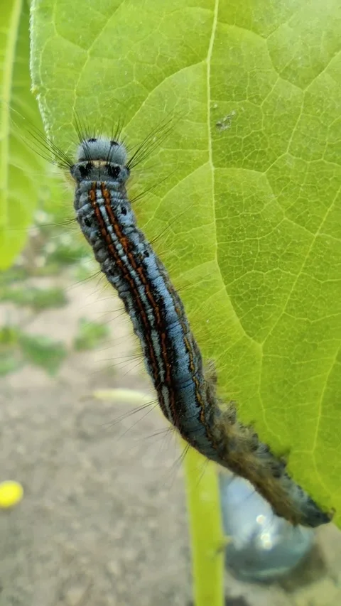 Caterpillar Stock Footage 260649987