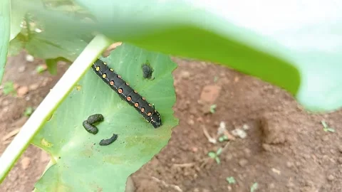 Caterpillar Stock Footage 267807810