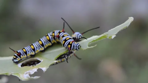 Caterpillar Stock Footage 270817751