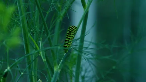 Caterpillar Stock Footage 279380749