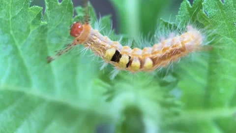 Caterpillar Video stock 279467986