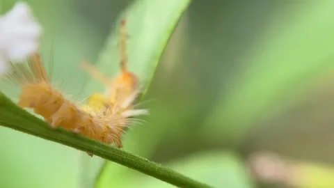 Caterpillar Stock Footage 279475188