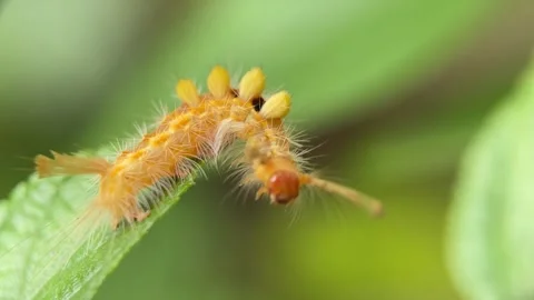 Caterpillar Video stock 279476059