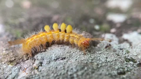 Caterpillar Video stock 279476615