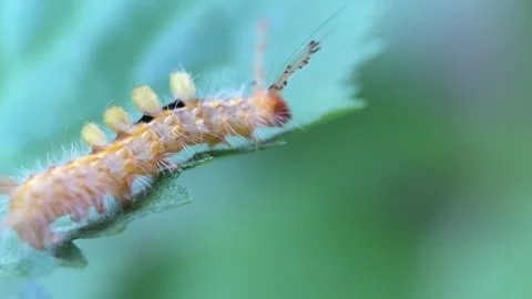 Caterpillar Video stock 279477213