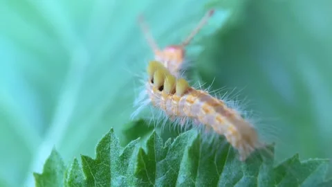 Caterpillar Video stock 279477298