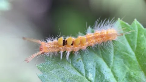 Caterpillar Video stock 279477738