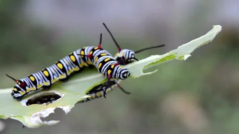 Caterpillar Stock Footage 279839505
