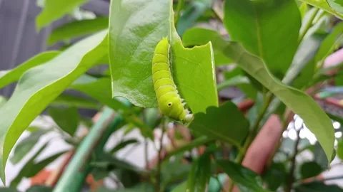 Caterpillar Stock Footage 282228359