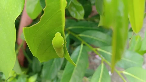 Caterpillar Stock Footage 282569927
