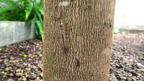 Caterpillar Stock Footage 296681374