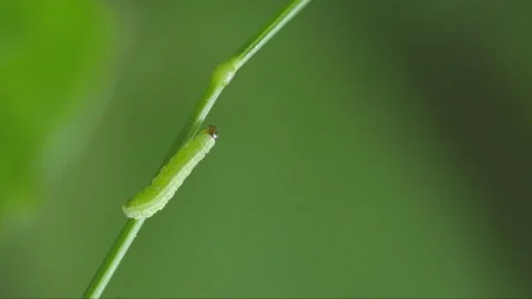 Caterpillar Vídeos de archivo 298057497