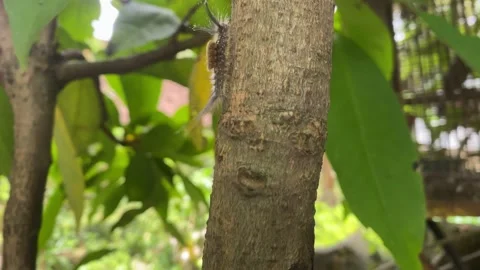 Caterpillar Stock Footage 302739198