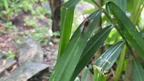 Caterpillar Stock Footage 302739283