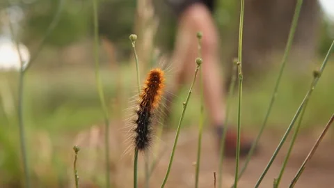 Caterpillar foreground trail runner background 스톡 동영상 136095312