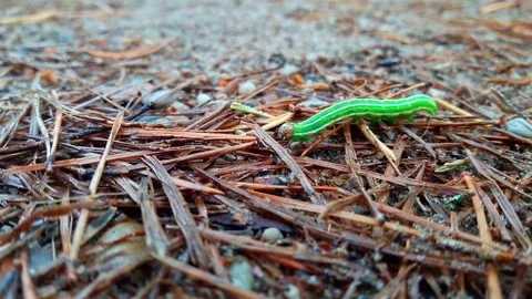 Caterpillar in forest Stock Footage 69876061