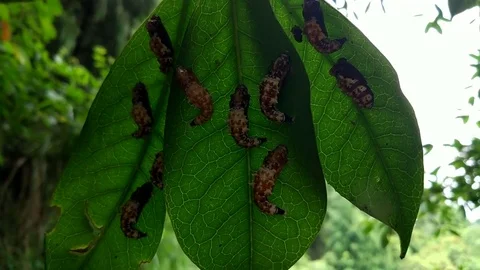 Caterpillar forming cocoon on leaf in tree during summer Stock Footage 74638646