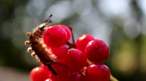 Caterpillar on the fruit berries Stock Footage 27702007