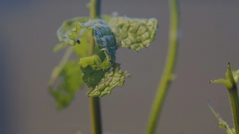 Caterpillar gently eating leaf Stock Footage 128716979