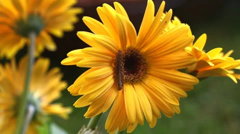 Caterpillar on Gerbera Flower Move Stock Footage 57730025
